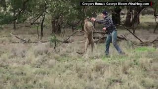 Guy punches kangaroo to save mans best friend [upl. by Llehsal]