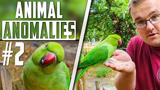 PARAKEETS In The UK Heres WHERE To FIND Them  Animal Anomalies [upl. by Dhu]