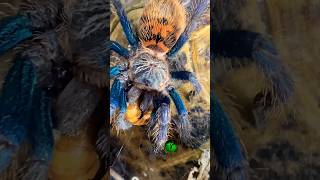 Tarantula feeding molinarosnakelab gbbtarantula tarantula spiders exotics petspider shorts [upl. by Chicoine]