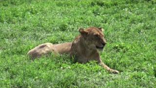 Safari in Kenya and Tanzania [upl. by Kask]