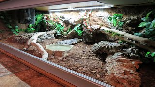 Naturalistic Royal  Ball Python Enclosure  quotTotosquot New Viv [upl. by Lissa154]