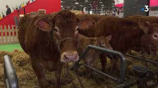 Concours Agricole de la race Limousine une matinée avec les éleveurs [upl. by Ethbin]