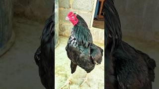 Aseel lakha Murga 💫🐓  Murga  viralyoutubeshorts shorts [upl. by Hars]