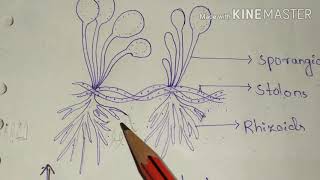 Rhizopus vegetative structure and asexual reproduction for Bsc 1st yr [upl. by Nuawtna374]