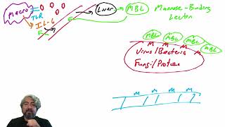 Lectin pathway of complement activation [upl. by Aneetsirhc355]