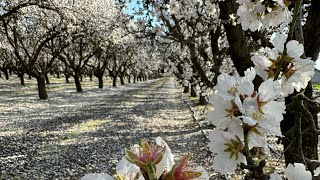 Almond Blossom in Manteca CA 2242024 [upl. by Drandell]