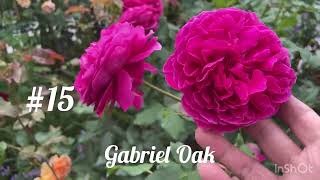 20 Most fragrant rose in my garden 2024  part 1 [upl. by Gerrard]