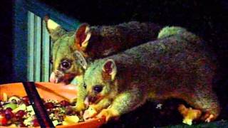 Australian Brushtail Possums Mother and Baby eating supper of apples and grapes [upl. by Sumahs193]