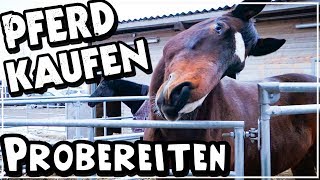 PFERD KAUFEN ✮ Probereiten ♥ [upl. by Nero]