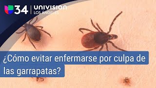 Cuidado con las garrapatas ¿cómo evitar enfermarse por culpa de estas [upl. by Nosnibor]