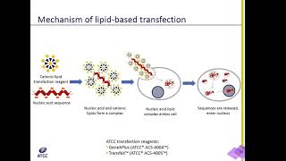 Lipid Transfection Explained [upl. by Elleinet]