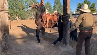 horse dancing caballo bailando [upl. by Ahsilla]