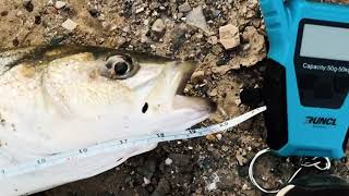 California Aqueduct Striped Bass Fishing [upl. by Bubalo]