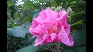 Hibiscus Mutabilis 5 [upl. by Grimaldi]