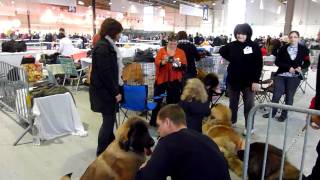 Ambiance Exposition canine Metz 6 11 2010 [upl. by Araet]