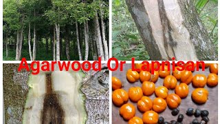 Agar Wood Or Lapnisan Plantations In the Philippines [upl. by Sielen]