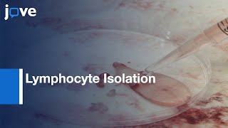 Lymphocyte Isolation for Phenotypic Analysis and Cell Culture  Protocol Preview [upl. by Wagstaff]