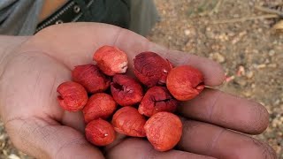 Cortando guamuchiles de grano Rojo muy buenos [upl. by Gobert775]