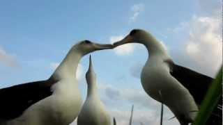 Laysan Albatross Dancing Midway Atoll [upl. by Acirea]