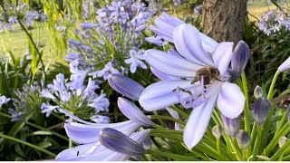 It’s Agapanthus Time [upl. by Hinkel]