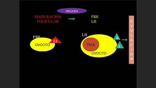 5 Climaterio y Menopausia [upl. by Ogirdor]