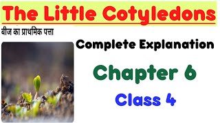 The Little Cotyledons ।। chapter 6 ।। Class 4 ।। complete explanation [upl. by Karalynn165]