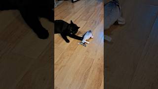 Lucky Black Cat vs Floppy Fish Toy adoptdontshop 고양이 猫 cutecat [upl. by Umeko]