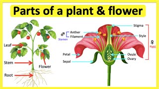 Parts of a plant amp flower 🌷 Anatomy amp function  Learn with pictures [upl. by Nnaeirb704]