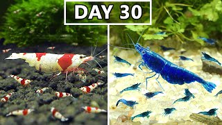 Breeding Shrimp in 100 Days Caridina VS Neocaridina [upl. by Ailime256]