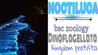 NOCTILUCAmalayalamnoctiluca bsc zoologykingdom protista🌀 [upl. by Yarod]