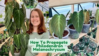 How to Propagate Philodendron Melanochrysum 🌱 100 Success Rate  3 Month Results [upl. by Rozanna]