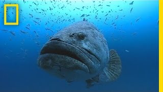 Photographer Swims With Huge Goliath Groupers  National Geographic [upl. by Fosdick]