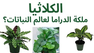 العناية بالنبات الاستوائي كلاثيا Calathea plant care [upl. by Fernas632]