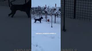 Andante Bandog Kennels yard in Slovakia🇸🇰 andantebandog andantebandogkennels [upl. by Aneetsyrk]