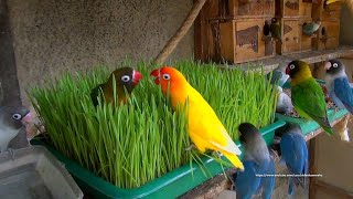 Lovebirds Meal Time WheatGrass   Saturday July 31st 2021 [upl. by Vasiliu512]