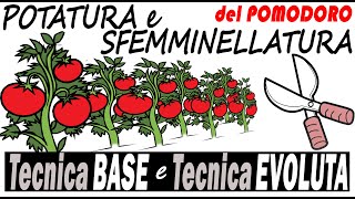 POTATURA e SFEMMINELLATURA del POMODORO  Tecnica BASE e Tecnica EVOLUTA [upl. by Assecnirp583]