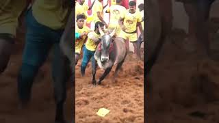 ஏறு தழுவல்மஞ்சு விரட்டு அல்லது சல்லிக்கட்டு ஜல்லிக்கட்டு tamiljallikattu tamilananimallover [upl. by Antonio]