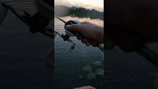 Pike followed this large minnow lure right in to the shallows fishing lurefishing jigging [upl. by Ayikal221]