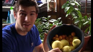 Huge Indoor Citrus Harvest In Michigan  MIgardener [upl. by Ibbison511]