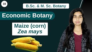 Economic Botany  Maize corn  Zea mays  B Sc amp M Sc [upl. by Enenej167]