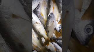 naiser fish fishery fish seafood food [upl. by Edmondo471]