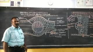 Botany dicotyledon leaf internal structure [upl. by Abas]