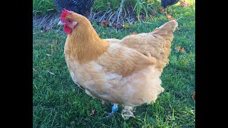 Breed Overview Buff Orpington Chickens [upl. by Alaik]