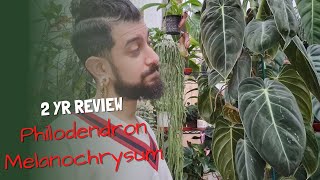 Philodendron Melanochrysum Review  2yrs with the Melanochrysum  Was it worth it [upl. by Arised]