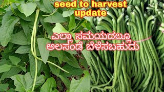 how to grow cowpea  ಅಲಸಂಡೆ ಬೆಳೆಸುವ ವಿಧಾನ  easy way to grow cowpea  ಅಲಸಂಡೆ ಕೃಷಿ grow long beans [upl. by Ahseikal676]