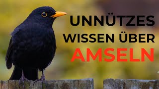 Unnützes Wissen über Amseln [upl. by Anihsak173]