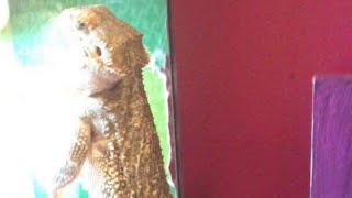 bearded dragon ascends to new level of stupid [upl. by Cornel536]