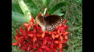 Malabar Raven Butterfly  Papilio dravidarum [upl. by Chara156]