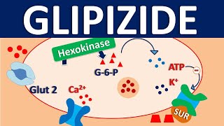 Glipizide  Mechanism side effects precautions interactionsamp uses [upl. by Kassia735]