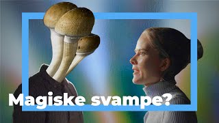 Her tester de stoffer i rotteforsøg  Kan psykedeliske svampe blive medicin [upl. by Zemaj]